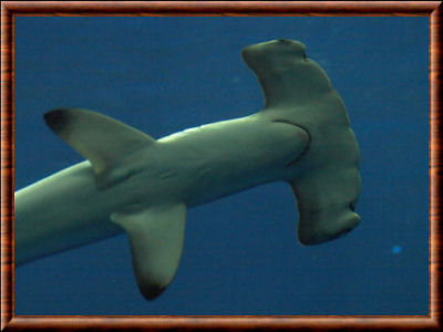 Requin-marteau halicorne 04
