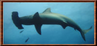 Requin-marteau halicorne