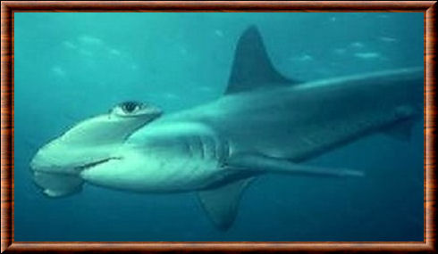 Requin-marteau lisse