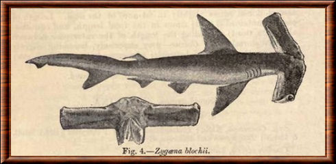 Requin-marteau planeur (Eusphyra blochii)