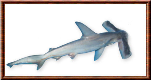 Requin-marteau planeur 03