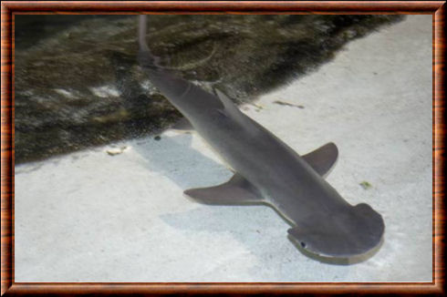 Requin-marteau tiburo (Sphyrna tiburo)