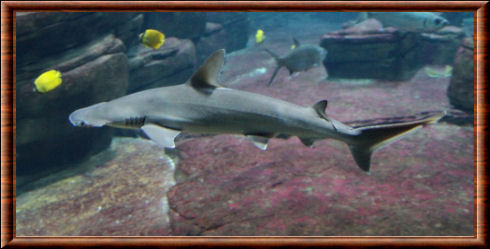 Requin-marteau tiburo 01