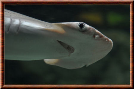 Requin-marteau tiburo 03