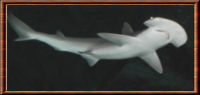 Requin-marteau tiburo