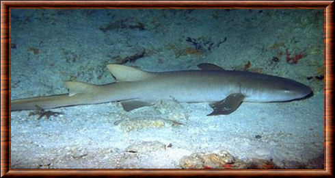 Requin nourrice fauve (Nebrius ferrugineus)
