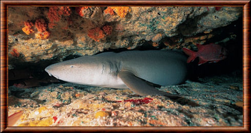 Requin nourrice fauve 03