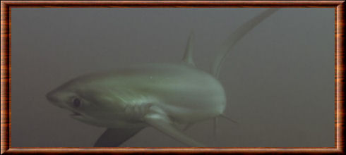 Requin-renard à gros yeux 03