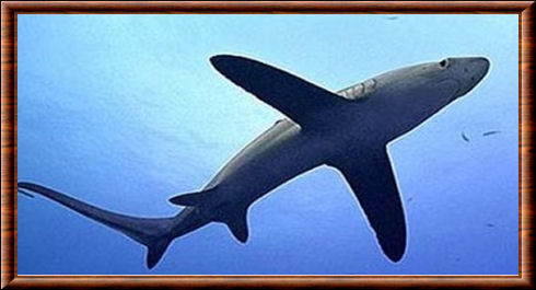 Requin-renard pélagique (Alopias pelagicus)