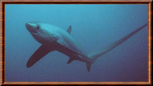 Requin-renard pélagique 02