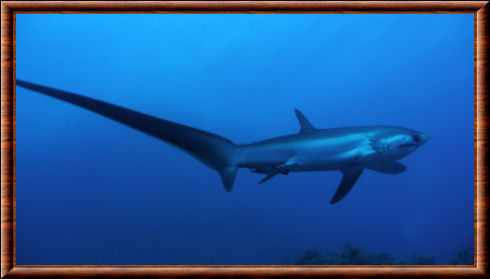 Requin-renard pélagique 04