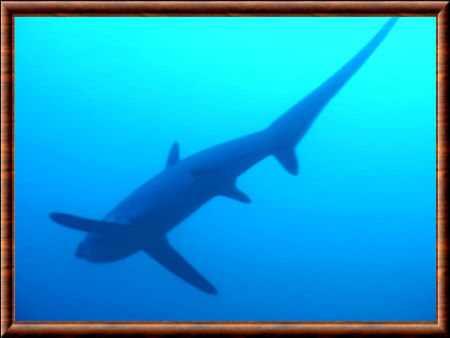 Requin-renard pélagique 05