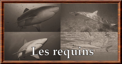 Requins