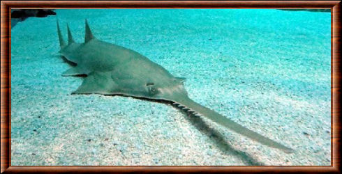 Requin-scie à long nez (Pristiophorus cirratus)