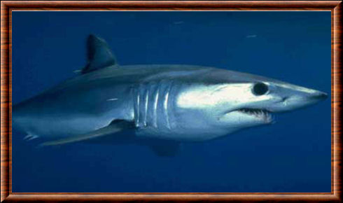 Requin mako