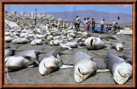 Requin massacre