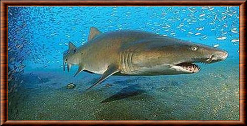 Requin-taureau (Carcharias taurus)