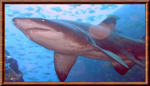 Requin-taureau 06