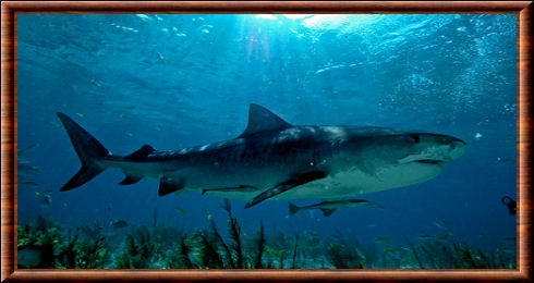 Requin-tigre (Galeocerdo cuvier)