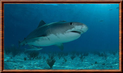 Requin-tigre 01