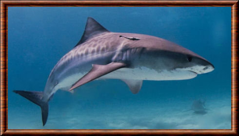 Requin-tigre 04