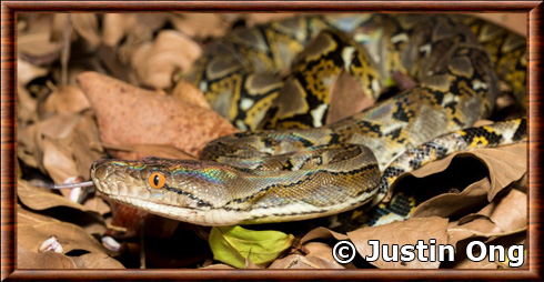 Reticulated python