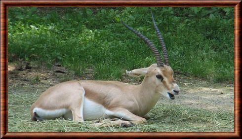 Rhims gazelle