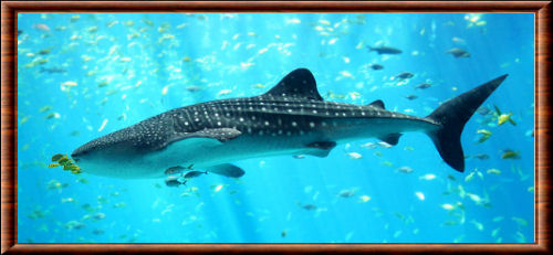 Rhincodon