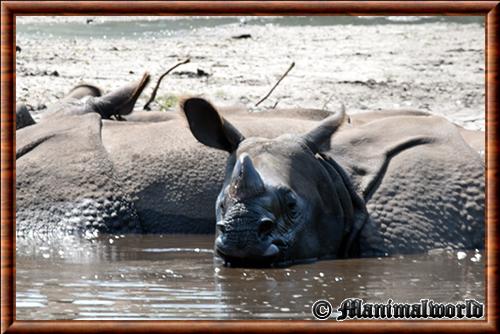 Rhinoceros captivité