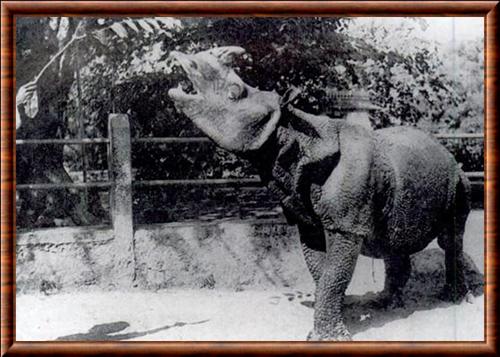 Rhinoceros de Java en captivite