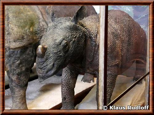 Rhinoceros de Java naturalise
