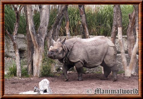 Rhinoceros indien (Rhinoceros unicornis)