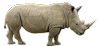 Rhinocéros