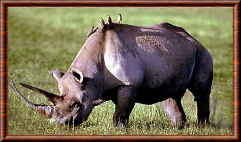 Rhinocéros 03