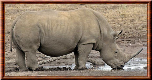 Rhinocéros blanc