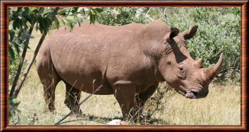 Rhinocéros 09