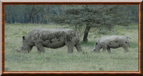 Rhinocéros blanc 01