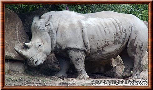 Rhinocéros blanc 02