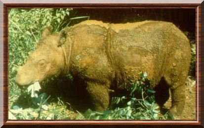 Rhinocéros de Bornéo (Dicerorhinus sumatrensis harrisoni)