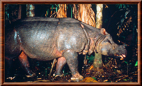 Rhinocéros de Java (Rhinoceros sondaicus)