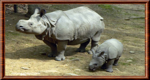 Rhinocéros de Java 01