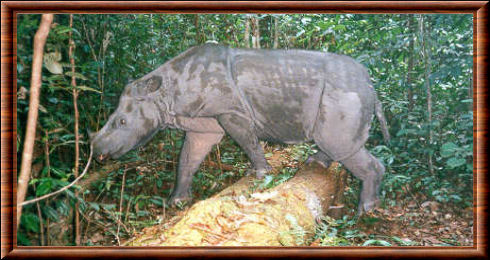 Rhinocéros de Java 03