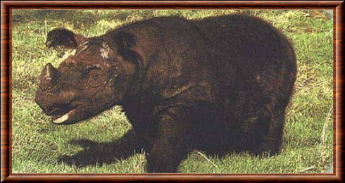 Rhinocéros de Sumatra (Dicerorhinus sumatrensis)