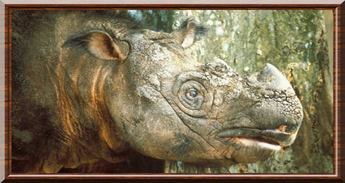 Rhinocéros de Sumatra 01