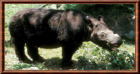 Rhinocéros de Sumatra 02