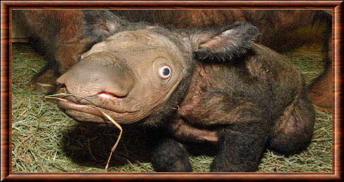 Rhinocéros de Sumatra 03