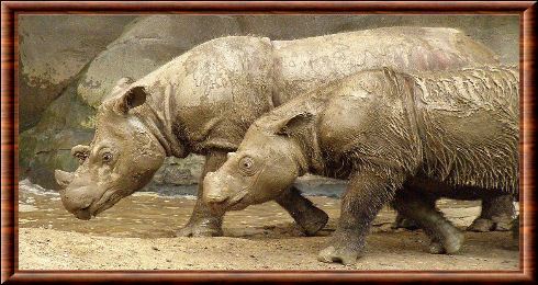 Rhinocéros de Sumatra 05