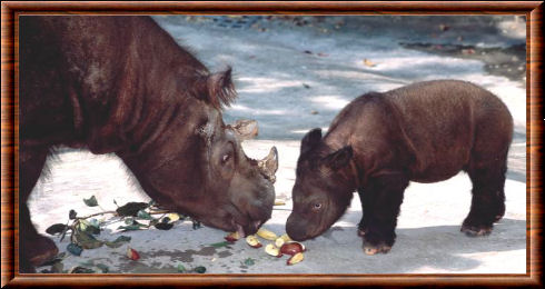 Rhinocéros de Sumatra 07