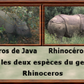 Rhinocerosgenre
