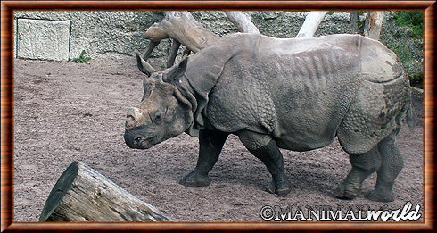 Rhinocéros indien 02